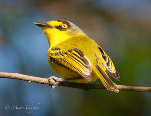 c61-tody tyrant.jpg